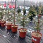Smrek obyčajný (Picea abies) - výška 80-100 cm, kont. C5L